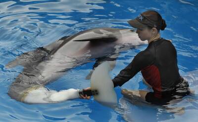Star Of ‘Dolphin Tale’ Movies Falls Ill At Florida Aquarium - etcanada.com - Florida - county Falls