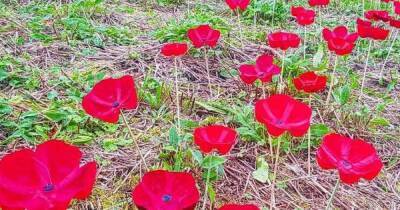 Thousands of poppies crocheted and made from recycled plastic bottles placed across Falkirk town - www.dailyrecord.co.uk