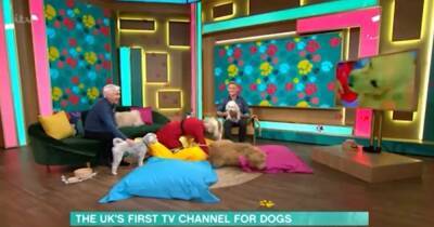 This Morning chaos as Holly Willougby is dragged to the floor by a dog - www.manchestereveningnews.co.uk - Britain