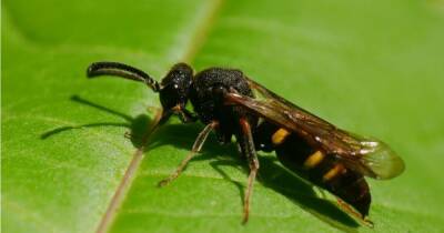Rare parasitic wasp that tricks other insects spotted in Greater Manchester for first time - www.manchestereveningnews.co.uk - Manchester
