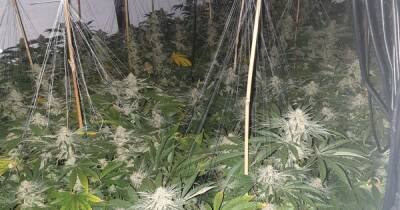 Man arrested as police discover 100 cannabis plants at hidden Bolton drugs farm - www.manchestereveningnews.co.uk - county Morris