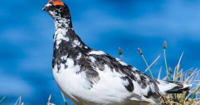 Real worry for majestic Scottish bird the ptarmigan after numbers plummet - www.dailyrecord.co.uk - Britain - Scotland