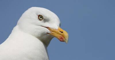 Dumfries and Galloway community council wants national conference to tackle seagull problem - www.dailyrecord.co.uk - Scotland