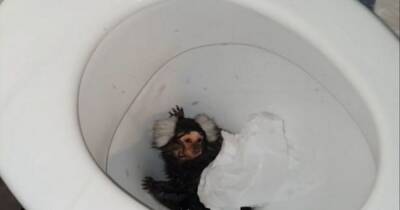 Woman offered pet monkey cocaine and flushed it down the toilet - www.manchestereveningnews.co.uk - city Newport