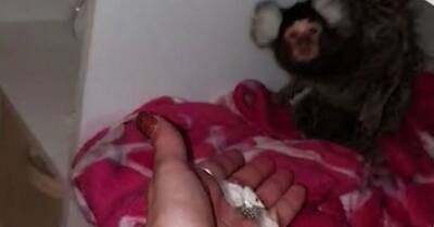 Pet monkey offered cocaine by owner who tried to flush it down the toilet - www.dailyrecord.co.uk