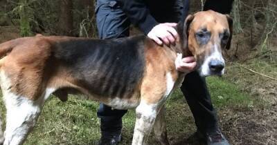 Hound owner given Scottish SPCA advice after fox hunt photos spark concern - www.dailyrecord.co.uk - Scotland