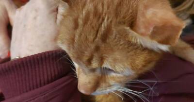 Distraught mum wants justice after missing cat found 'tortured' - www.manchestereveningnews.co.uk