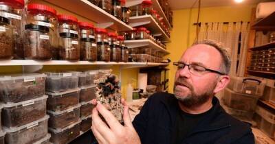 Man collects 1,000 spiders after struggling to cope with tragic death of wife - www.dailyrecord.co.uk