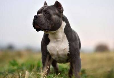 Dog breeders offering to mutilate puppies as part of social media trend - www.msn.com - Britain - USA
