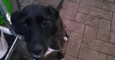 Weeping dog 'abandoned' outside supermarket in rain for over two hours - www.dailyrecord.co.uk