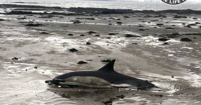 Tragedy as dolphin rescued on Scots beach is stranded again and dies - dailyrecord.co.uk - Britain - Scotland