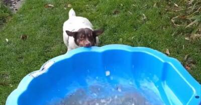 Determined dog drags pool around garden until it’s in the ‘right’ spot - www.manchestereveningnews.co.uk - county Porter