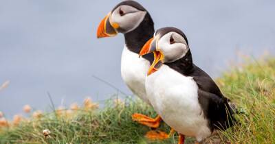 Mystery as dozens of puffins found dead or ill on Orkney beaches - www.dailyrecord.co.uk - Britain