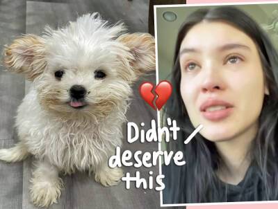 Model Annie Marie Tells Heartbreaking Story Exposing Labelle Foundation Dog Rescue Of Alleged Animal Cruelty -- With Receipts! - perezhilton.com - Los Angeles