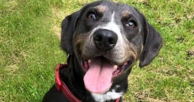 Appeal to rehome Manchester dog who has been in kennels for 200 days - www.manchestereveningnews.co.uk - Manchester