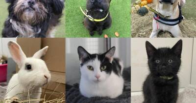 The 52 dogs, cats and rabbits looking for a loving home in Manchester right now - www.manchestereveningnews.co.uk - Manchester