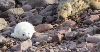 Tragedy as 800 baby seals killed at Scots nature reserve by Storm Arwen - www.dailyrecord.co.uk - Scotland