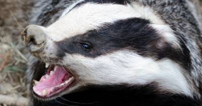 Vicious badger roams Scots school grounds as farmer warns parents - www.dailyrecord.co.uk - Scotland - Beyond