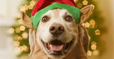 Show us your Christmas dog photos and you could win a prize - www.ok.co.uk - Santa