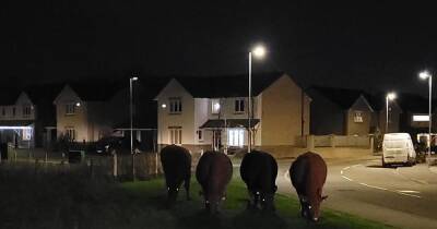 Escaped herd of cows cause chaos in quiet Scots housing estate - www.dailyrecord.co.uk - Scotland - Beyond