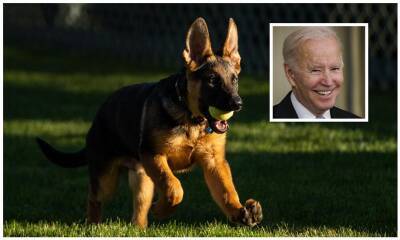 Joe Biden welcomes Commander the German Shepherd puppy to the White House - us.hola.com - Germany