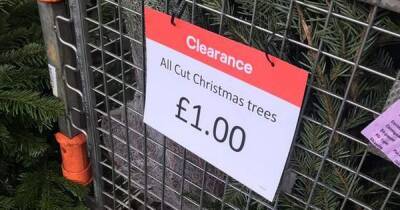 B&Q selling real Christmas trees for £1 while Homebase 'giving them away for free' - www.dailyrecord.co.uk - Britain - Scotland