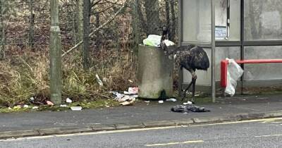 Bin-raiding Emu baffles locals after huge bird caught feasting at bus stop - www.dailyrecord.co.uk - county Livingston