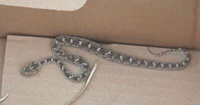 One of the world's deadliest snakes found on industrial estate in Salford - www.manchestereveningnews.co.uk - Manchester - Pakistan