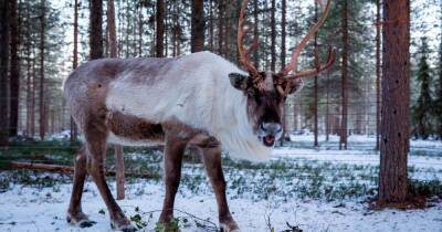How to see Santa's real-life reindeer visiting your house on Christmas Eve - www.dailyrecord.co.uk - Santa