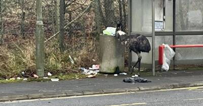 Bin raiding emu ruffles feathers in Livingston - www.dailyrecord.co.uk - county Livingston