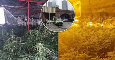 Huge cannabis farm worth MILLIONS discovered just off Deansgate - www.manchestereveningnews.co.uk - Manchester