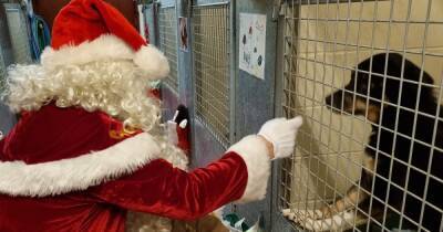 'Santa Paws' delivers treat-filled stockings to dogs and cats at Scots shelter - www.dailyrecord.co.uk - Scotland - Santa - city Aberdeen