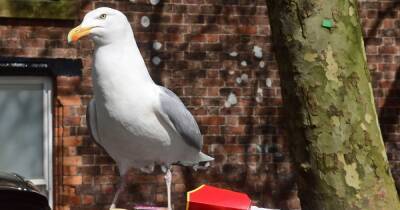 Wacky proposals put forward in bid to tackle Dumfries and Galloway's seagull problem - www.dailyrecord.co.uk - Belgium