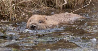 Beavers given historic safe haven at Doune farm - www.dailyrecord.co.uk - Scotland - Beyond