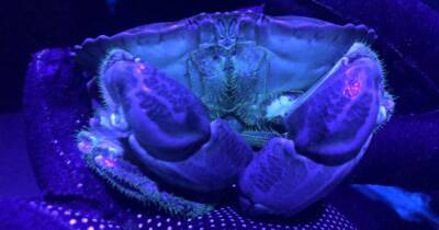 Scots aquarium shocked to discover resident crabs glow under UV light - www.dailyrecord.co.uk - Scotland