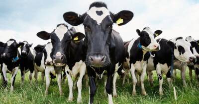 Woman left in coma after being trampled by herd of cows - www.dailyrecord.co.uk
