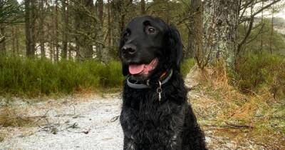 Dog and family reunited after 55,000 step Tummel forest search - www.dailyrecord.co.uk - Scotland