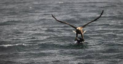 Incredible moment sea eagle snatches shag from water near Isle of Skye - www.dailyrecord.co.uk
