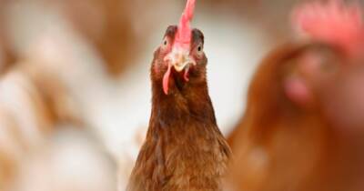 Bird flu outbreak confirmed in south of Scotland as restrictions imposed on premises - www.dailyrecord.co.uk - Scotland
