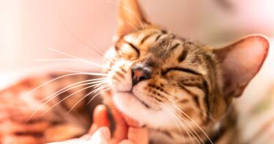 Cat microchipping to be made mandatory under new UK rules - or risk £500 fine - www.dailyrecord.co.uk - Britain