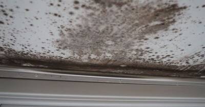Pregnant mum and family living in mould-infested flat with crumbling walls - www.dailyrecord.co.uk