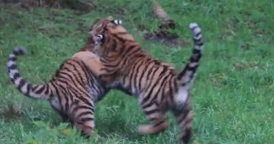 Adorable video shows tiger cub's personalities emerging as they play together in enclosure - dailyrecord.co.uk