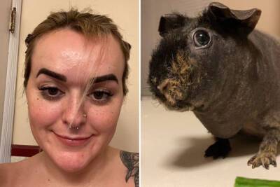 Woman’s hair chewed off by pet guinea pig as she sleeps: ‘She was jealous’ - nypost.com