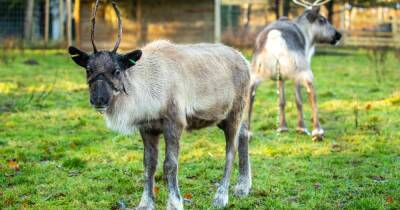 Adorable baby reindeer welcomed at Scots wildlife centre in time for Christmas - www.dailyrecord.co.uk - Scotland - Centre - county Buckingham - Indiana