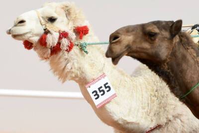 Camels kicked out of $66M beauty pageant for using Botox - nypost.com - Washington - Saudi Arabia