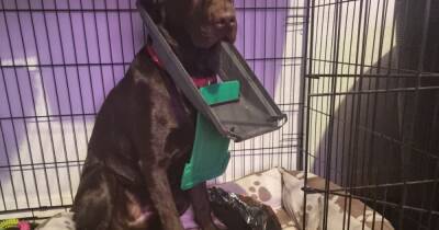 Hilarious moment cheeky labrador gets his head stuck in a bin lid - www.manchestereveningnews.co.uk
