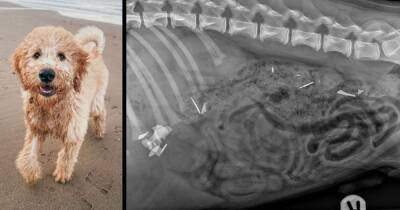 Four-month-old puppy's close shave after swallowing set of razor blades - www.dailyrecord.co.uk - county Durham - Beyond