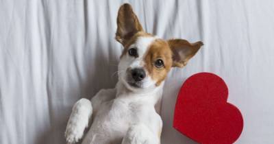 The best Valentine’s Day gifts for the beloved dogs in your life - www.manchestereveningnews.co.uk