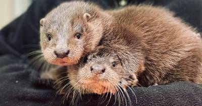 Orphaned newborn otters found crying for mum in Fife town - www.dailyrecord.co.uk - Scotland - city Fife