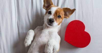 15 Valentine's Day gifts for dogs including dog-friendly wine, beer and popcorn - www.manchestereveningnews.co.uk